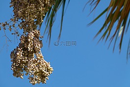 棕櫚,日期,水果