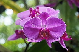 蘭花,紫色,花
