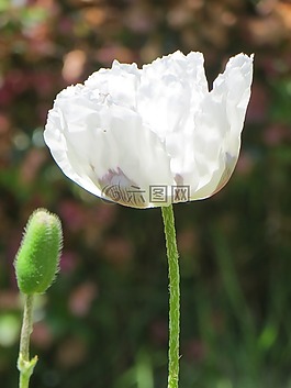 白色罌粟,花,關(guān)閉