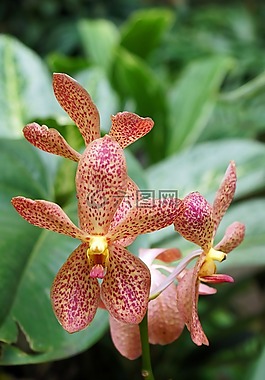 蘭花,花,自然