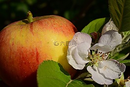 蘋果,蘋果花,蘋果樹