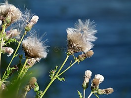 薊,枯萎,野生植物