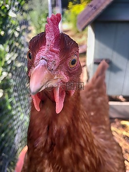 雞,鳥,動物