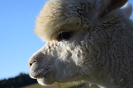 羊駝,頭,動物