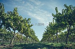 農(nóng)業(yè),云,農(nóng)村