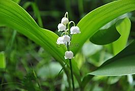 鈴蘭,性質(zhì),春天