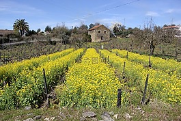 葡萄牙,鮮花,村