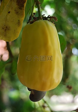 腰果,热带水果,水果