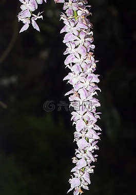 蘭花,花,盛開
