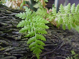 蕨類植物,葉子,樹皮