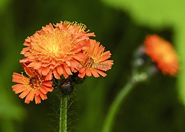 野生花卉,植物,草甸