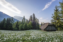 草甸,小屋,穩(wěn)定