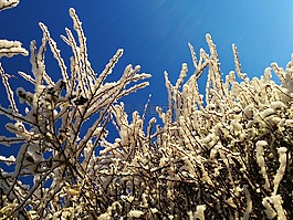 雪,冬天,灌木