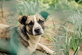 動物,自然,狗