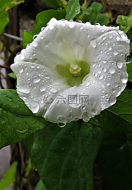 登山者,廠,花