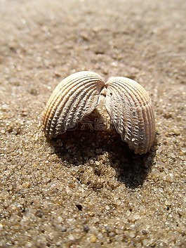 沙,海灘,海岸