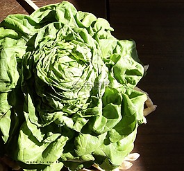 生菜,沙拉,蔬菜