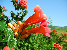 喇叭爬行,營地，radic,橙花