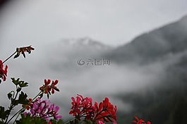 山,花卉,云
