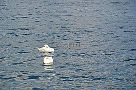 天鵝,湖,游泳