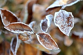 葉子,弗羅斯特,雪