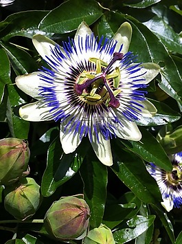 激情花,性質(zhì),花園