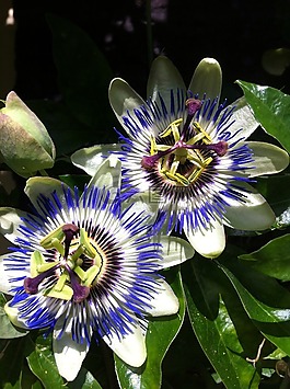 激情花,花園,花卉