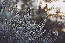 自然,花,植物