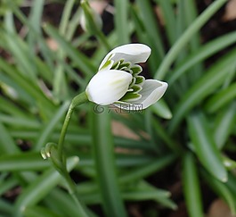 自然,植物區(qū)系,葉