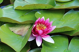 睡蓮,湖,池塘