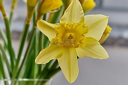水仙,開花,花
