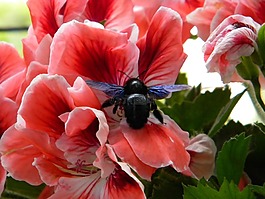花,昆虫,花园
