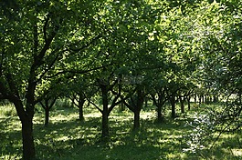 蘋果,蘋果樹,花園