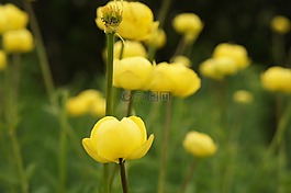 毛茛,黃色,性質(zhì)