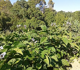 马铃薯,花土豆,cominera