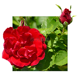 紅玫瑰,芽,框架