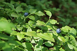 蓝莓,森林,性质