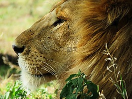 自然,動物,獅子