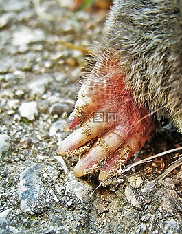 maulwurf爪,鼴鼠,talpidae