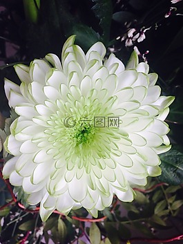 花,白,性質(zhì)