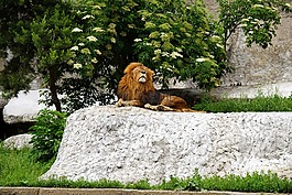 獅子,國(guó)王,鬃毛