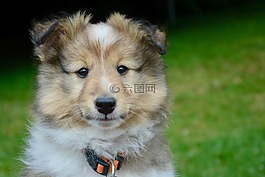 狗,小狗,設得蘭群島牧羊犬