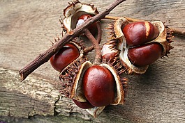 板栗,秋季,葉子