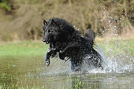 比利時(shí)牧羊犬,水,狗