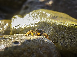 癌癥,海,動物