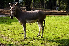 屁股,動(dòng)物園,走秀