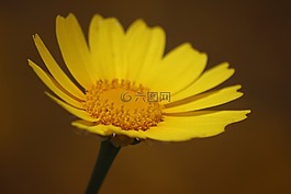 花,黃色,春