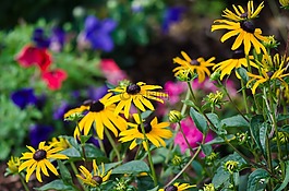 鮮花,花園,夏季