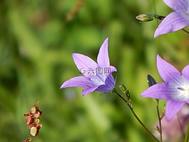 桔梗,夏季,關閉