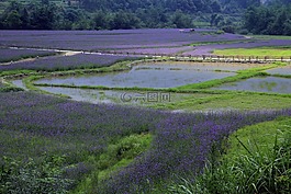 风景,大自然,农场